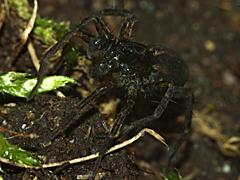 Thin-legged Wolf Spider